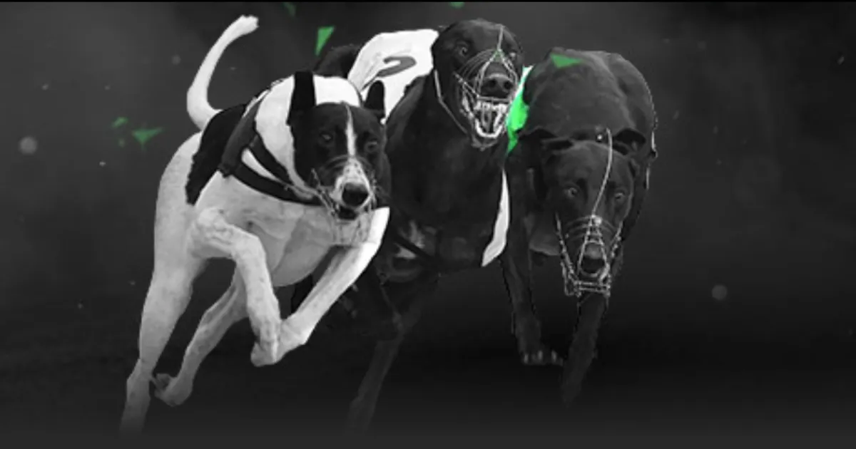 太阳迎战森,林狼,兰德尔个人,星空体育官网,星空体育App,星空体育直播,星空体育入口,星空体育中心